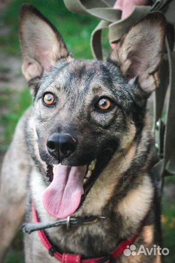 Тата в добрые руки