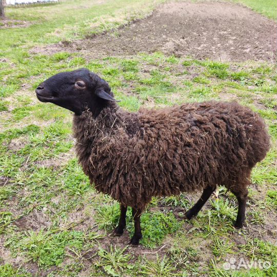 Баран и овца