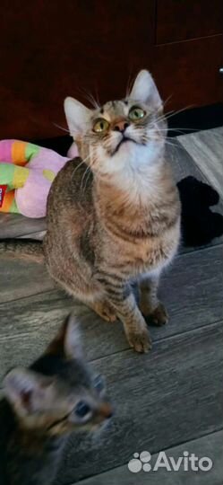 Chausie