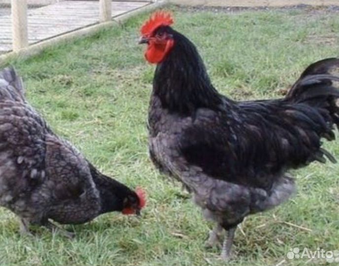 Куры,молодки,домашняя птица,несушки