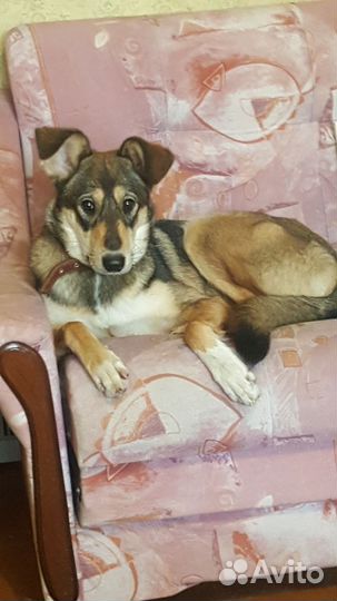 Cобака в дар