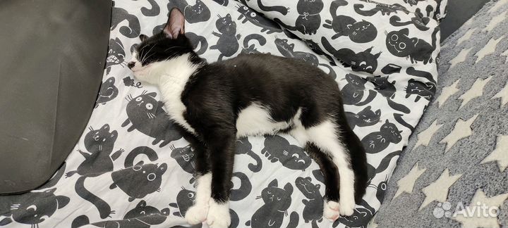 Кошка Ева ищет дом