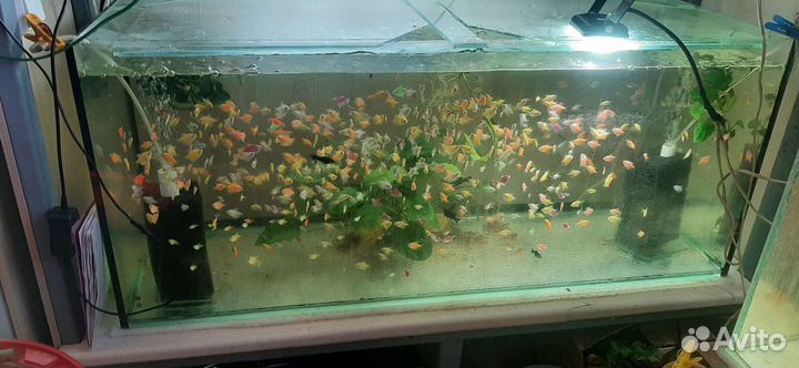 Аквариумные рыбки