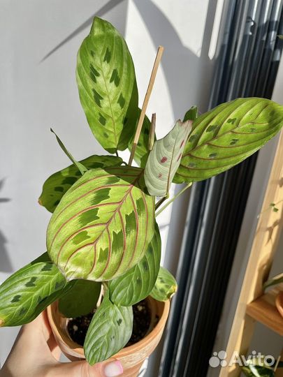 Комнатные растения