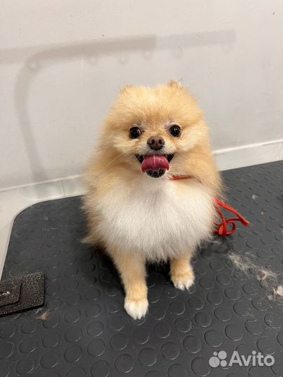 Груминг собак на дому