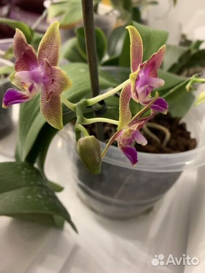 Орхидеи