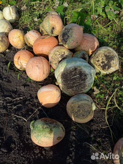 Тыква кормовая