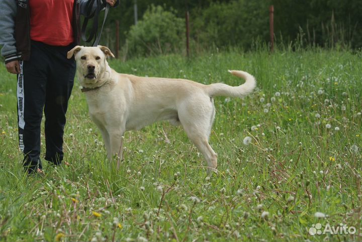 Близкий метис лабрадора Рич в добрые руки