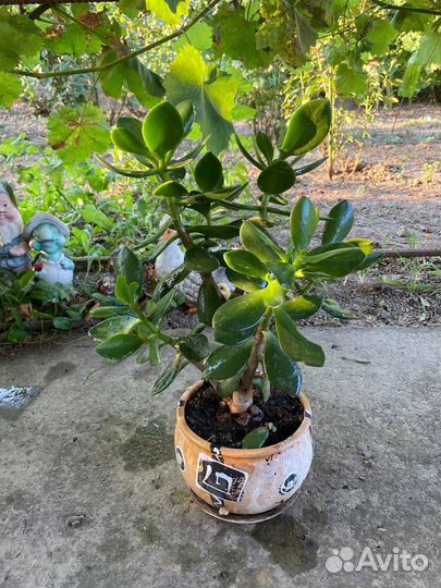 Денежное дерево