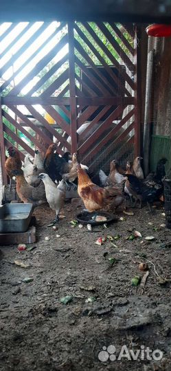 Петушки лакеданзи