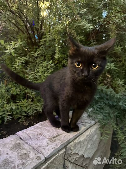 Кошка в добрые руки