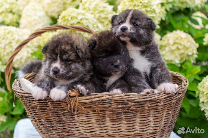 Щенки акита ину
