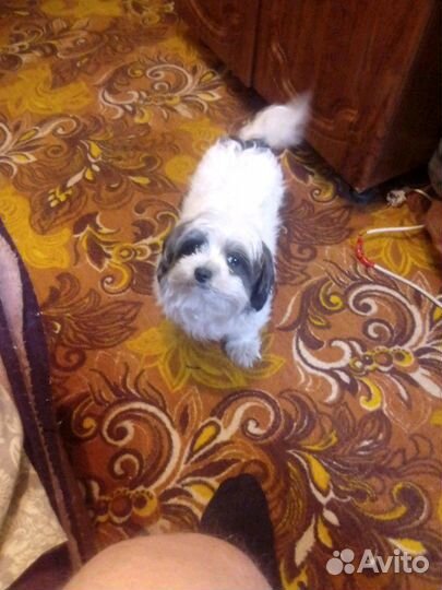 Болонка вязка+Алобай