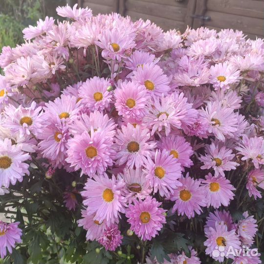 Хризантема