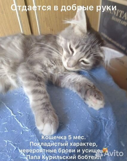Котенок