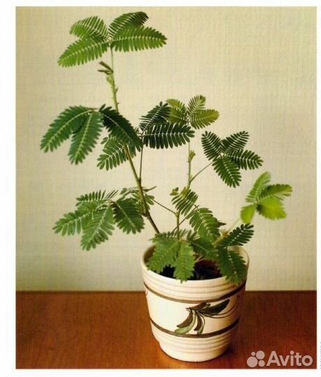 Мимоза стыдливая