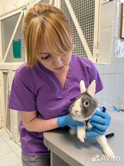 Специалист по грызунам и экзотам