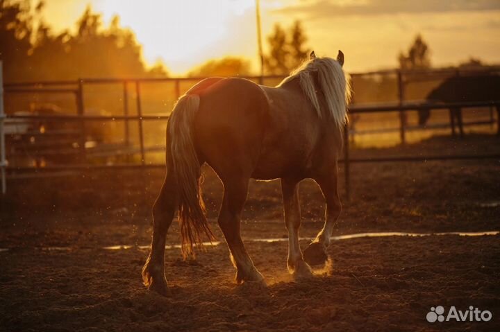 Подарочный сертификат конные прогулки