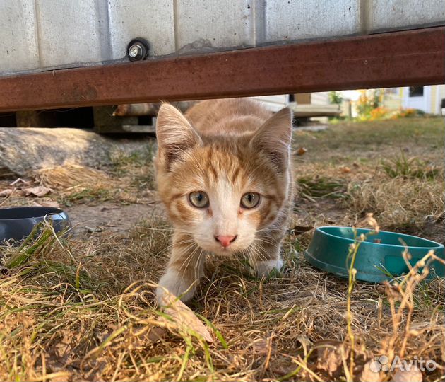 Котенка оставляют на дачах