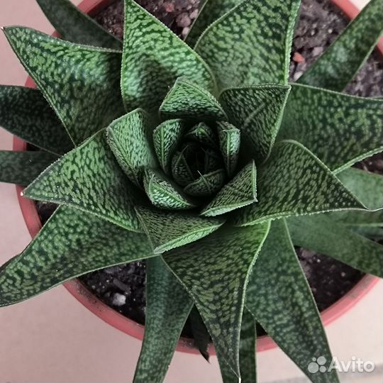 Гастерия суккуленты