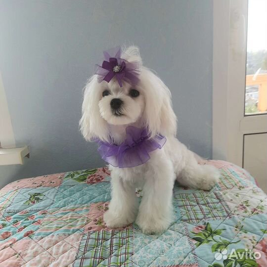 Мальтезе мини