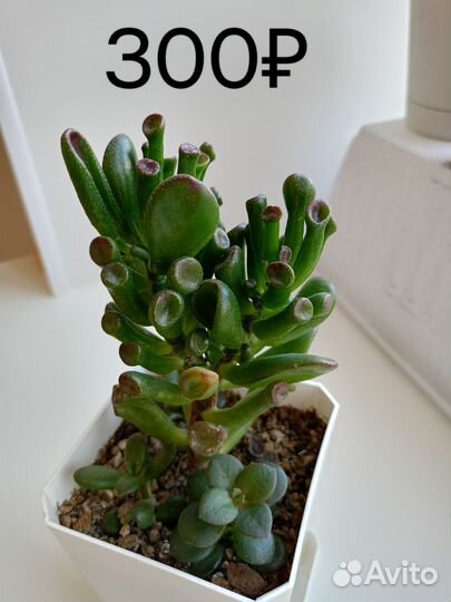 Толстянка крассула