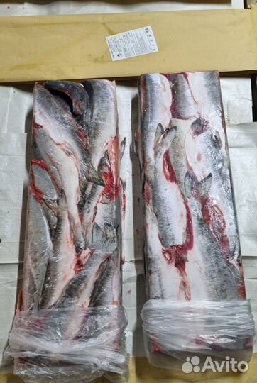 Горбуша Н/р с/м