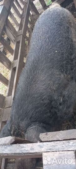 Хряк венгерской мангалицы