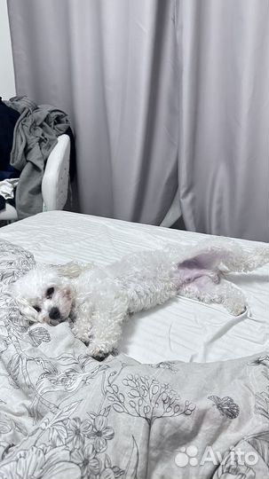 Вязка мальтипу кобель