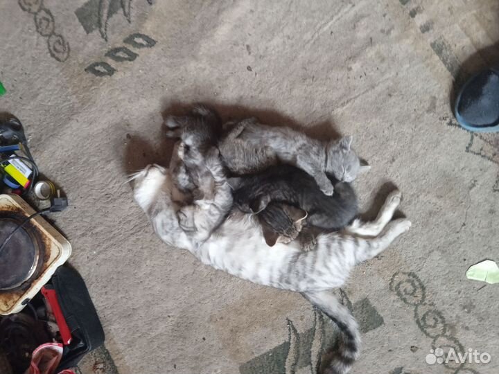 Отдам котят в добрые руки