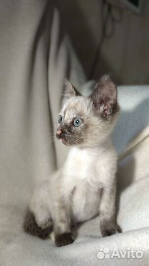 Сиамская кошечка