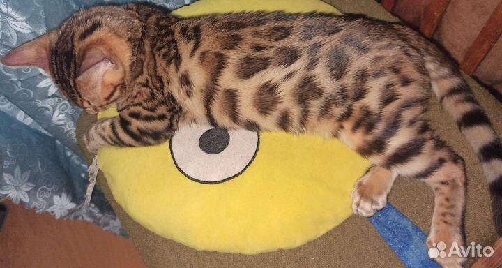 Бенгальские котята
