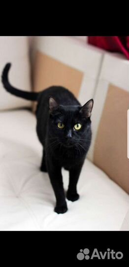 Кошка в добрые руки