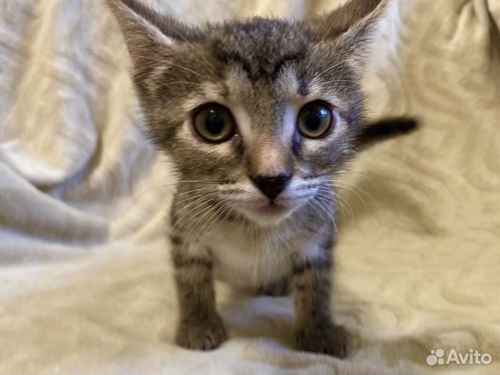 Котенок по имени 