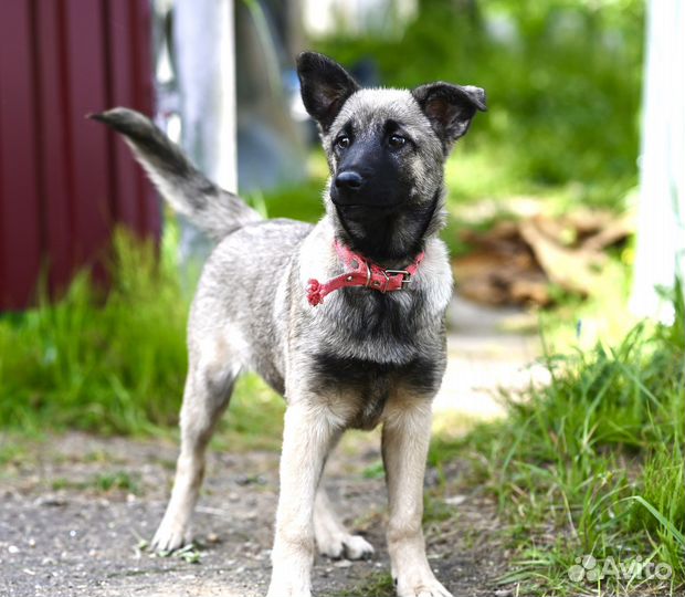 Щенок девочка Веста 4 мес