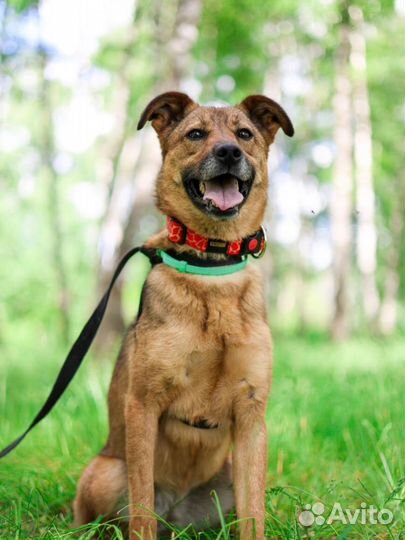 Небольшая ласковая собачка Юла в поисках дома