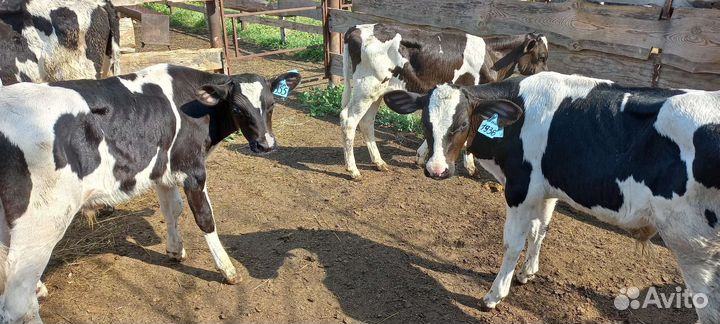 Бычки и быки