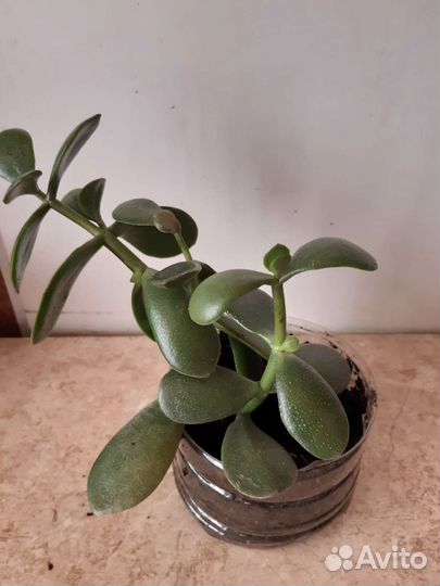 Комнатные растения.денежное деревце)