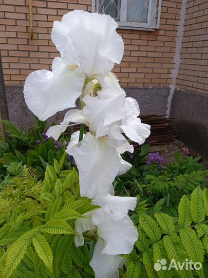 Многолетники для сада:клематис,ирисы, флоксы,фиалк