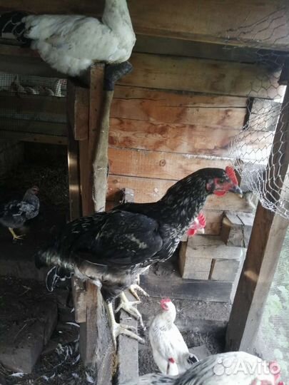 Продам молодых петушков