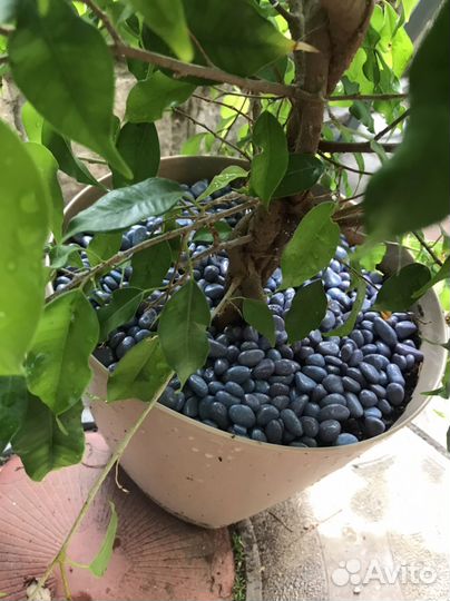 Фикус бенджамина