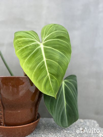 Филодендроны