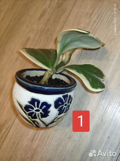 Хойя Керри вариегата альбомаргината