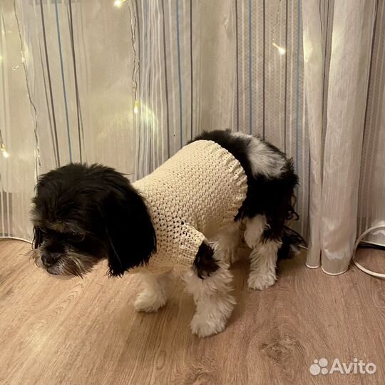 Свитер на собаку. Одежда для животных