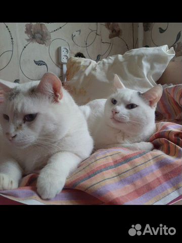 Голубоглазый кот и кошка, тайские объявление продам