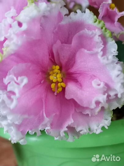 Фиалка, укорененные листья