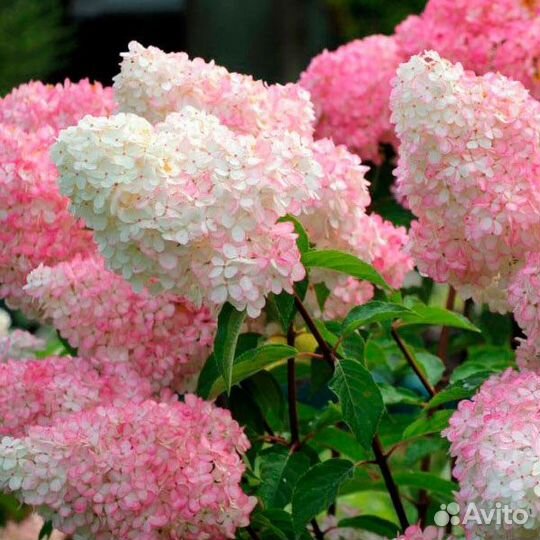 Гортензия метельчатая