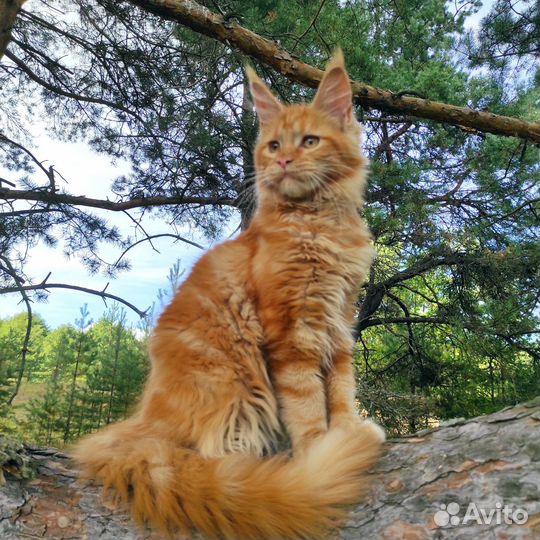 Мейнкун котята полидакты