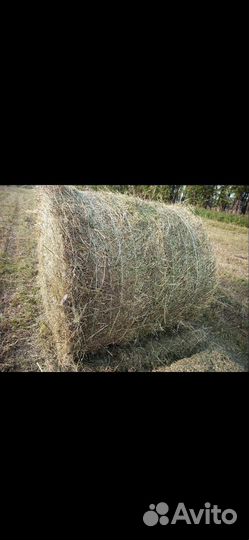 Сено в рулонах