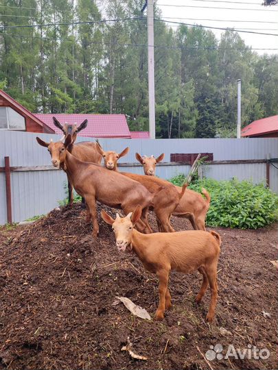 Козы дойные